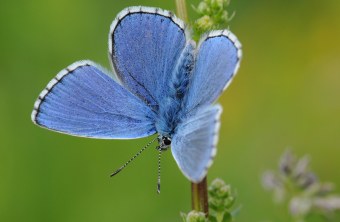 Himmelblauer Bläuling | © Pfeuffer Dr. Eberhard