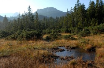 Hochmoor_Ammergebirge | © Dr. Eberhard Pfeuffer