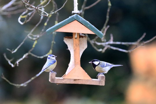 Eine Blaumeise und eine Kohlmeise fressen an einem Fettkuchen in einem Futterhäuschen | © Ingo Rittscher