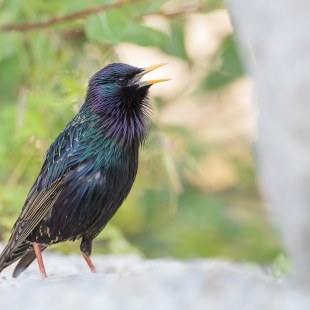 Star | © Erich Obster