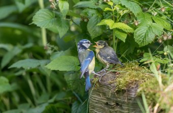 Blaumeisen | © Andreas Hartl