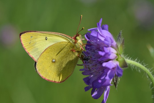 Hochmoorgelbling, eine Schmetterlingsart