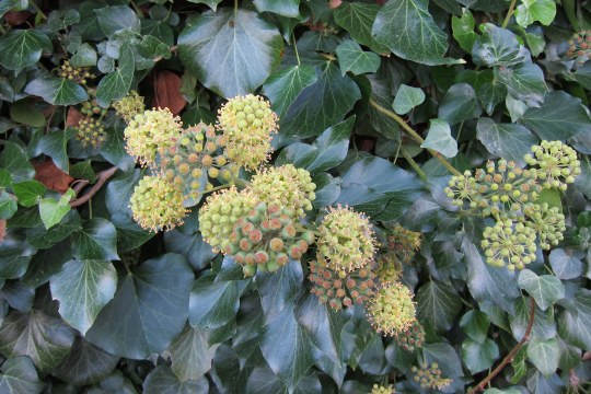 Früher Fruchtstand des Gemeinen Efeus | © Rudolf Wittmann