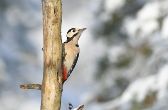Buntspech| © Dr. Olaf Broders