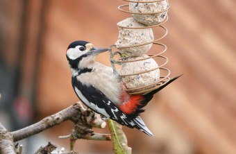 Buntspecht an Futterstelle | © Markus Brindl