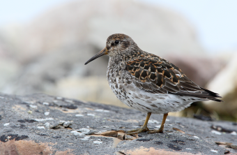 Meerstrandläufer auf Felsboden | © Frank Derer