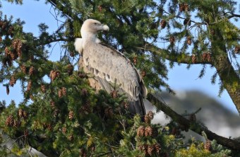 Gänsegeier Bad Reichenhall | © Dr. Michael Wittmann