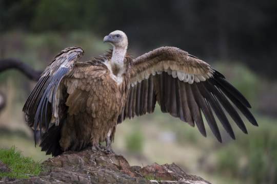 Gänsegeier | © Wolfgang Lorenz