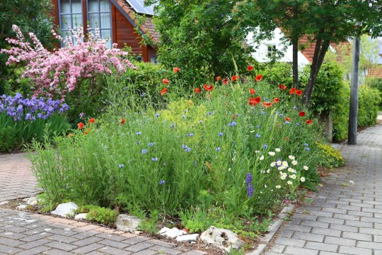 Blühfläche im Vorgarten | © Peter Bria