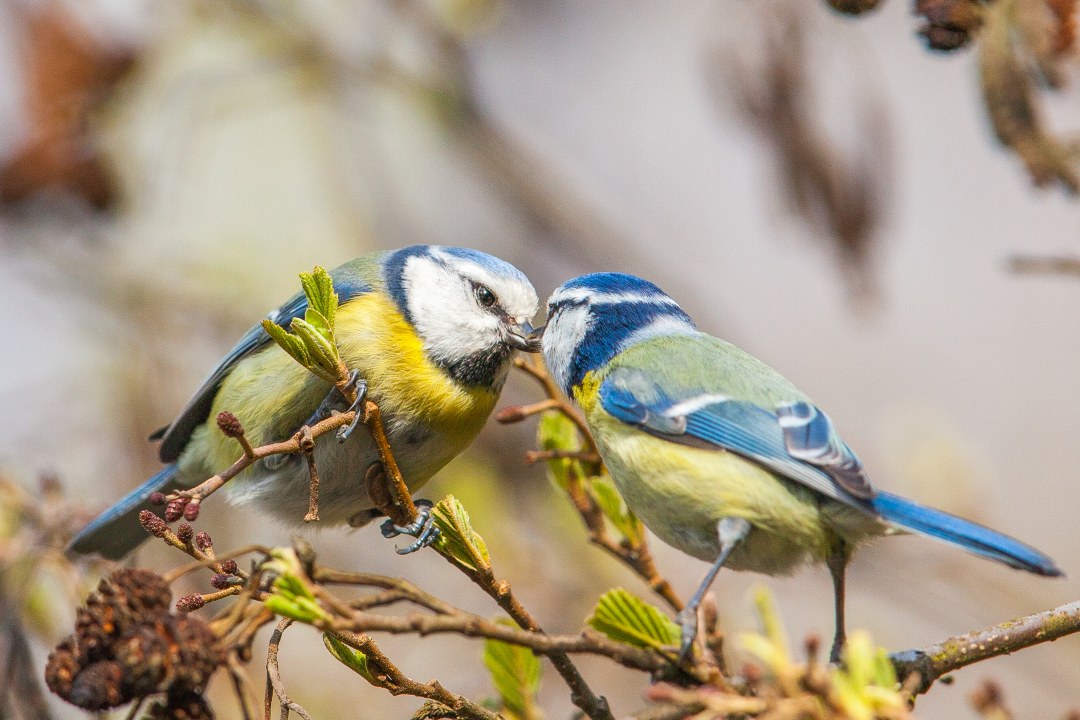 Blaumeise | © Stefan Deinzer
