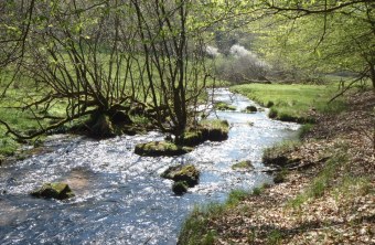 naturnaher, freifließender Bach namens Dammbach | © Maximilian Sehr