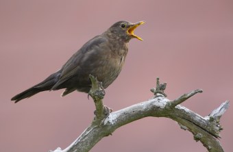 Singende Amsel auf Ast | © Rosl Roessner