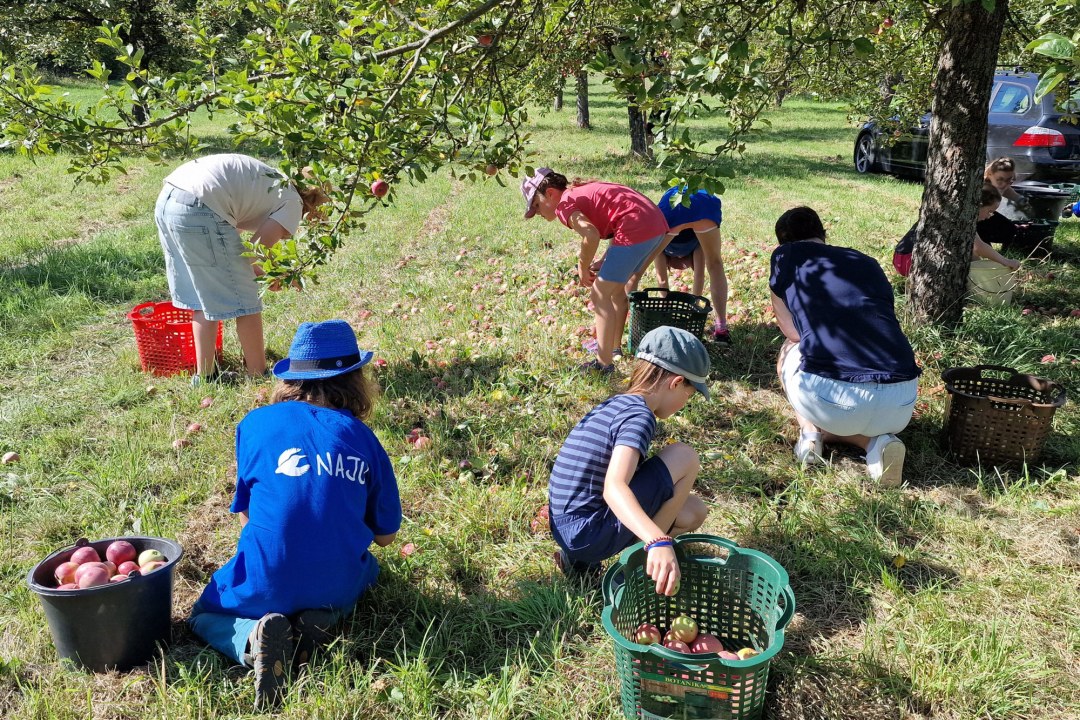 Kinder sammeln Äpfel bei der LBV-Aktion in Großwallstadt, um die Natur und regionale Produkte zu unterstützen | © Janette Wall