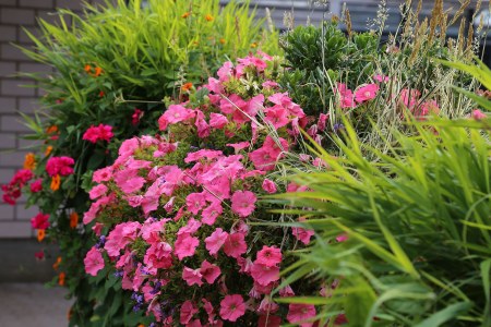 Balkonkasten | © C. Bria