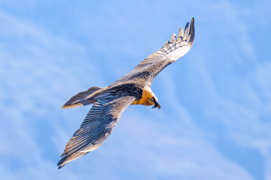 Bartgeier | © Richard Straub