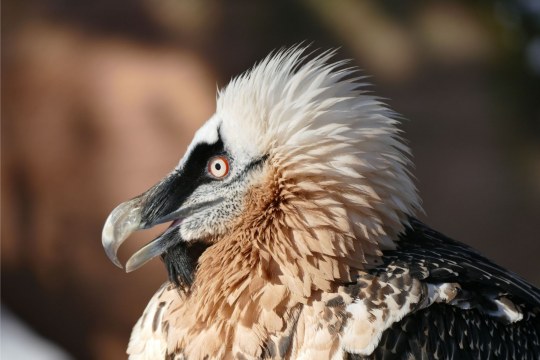 Bartgeier im Porträt | © Joerg Beckmann