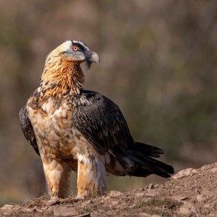 Bartgeier  | © Hansruedi Weyrich