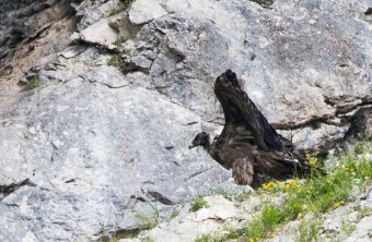 Bartgeier Nepomuk in der Nische setzt zum Flügelschlag an | © Richard Straub