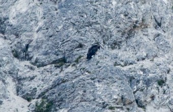 Sisis erster Platz außerhalb der Nische, sie sitzt auf felsigem Gelände | © Richard Straub