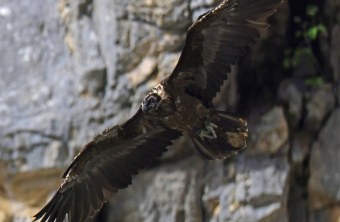 Bartgeier Vinzenz | © Markus Leitner