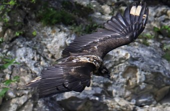 Bartgeier Vinzenz | © Markus Leitner