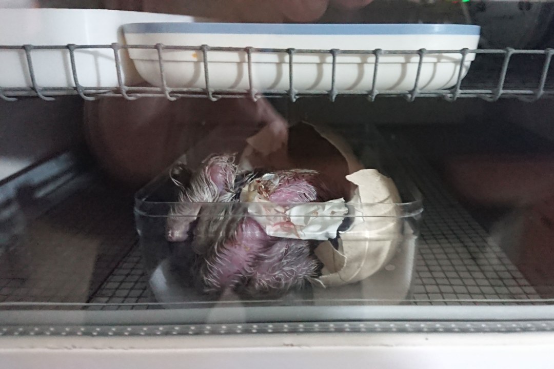 Bartgeierküken schlüpft gerade, die Schale ist noch dran | © Toni Wegscheider