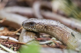 Blindschleiche schlängelt sich am Boden voran | © Ralph Sturm