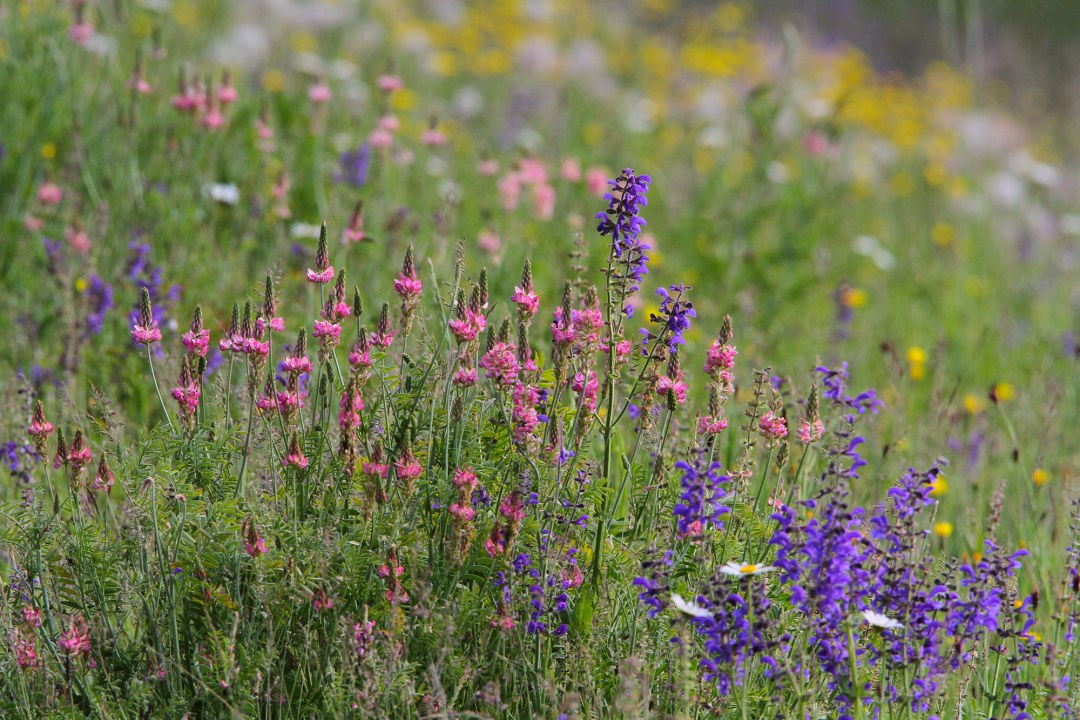 Bunte Blumenwiese |  © Dr. Christoph Moning