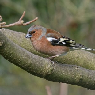 Buchfinkmännchen auf dickem Ast | © Ursula Hannen