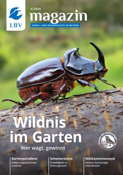 Cover LBV Magazin Ausgabe 02/2025 mit Hausrotschwanz