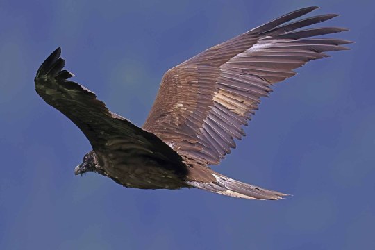 Dagmar ist vor dem blauen Himmel zu sehen, sie füllt das gesamte Bild, sie holt zum Abschlag aus. | © Markus Leitner