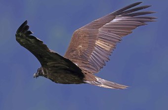 Dagmar ist vor dem blauen Himmel zu sehen, sie füllt das gesamte Bild, sie holt zum Abschlag aus. | © Markus Leitner