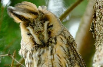 Waldohrule | © Iris Neelen