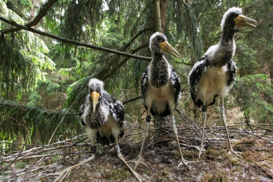 Drei junge und beringte Schwarzstörche stehen im Horst | © Carsten Rhode
