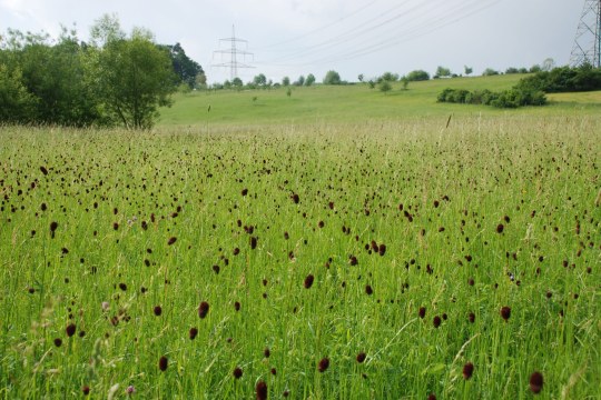 Feuchtwiese mit Sanguisorba officinalis | © Julia Römheld
