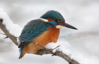 Eisvogel auf einem verschneiten Ast | © Jost Michelmann
