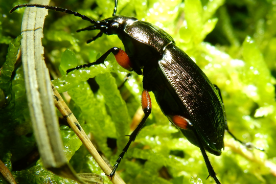 Feinstreifiger Laufkäfer auf grünem Blatt | © Christian Stierstorfer