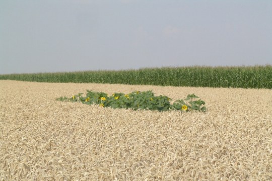 Lerchenfenster für Feldlerche auf einem Feld | © Alf Pille