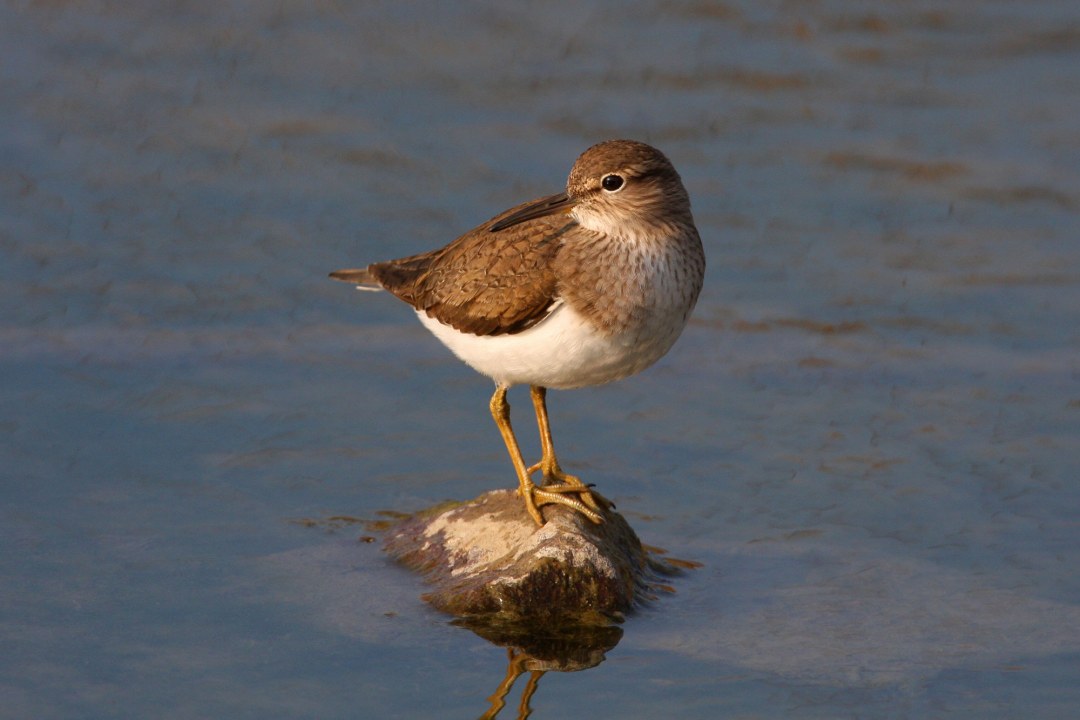 Flussuferläufer steht auf einem Stein, der aus dem Wasser herausragt | © Zdenek Tunka