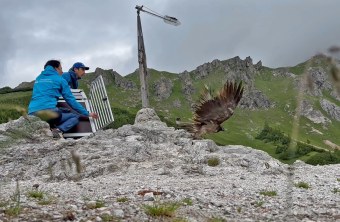 Bartgeier Vinzenz fliegt in die Berchtesgadener Alpen | © Nationalpark Berchtesgaden