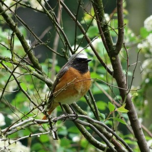 Gartenrotschwanz auf Ast im Frühling | © Regina Krieger