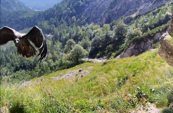 Generl im Anflug in die Nische 2024 | © LBV-NPV-Bartgeierwebcam