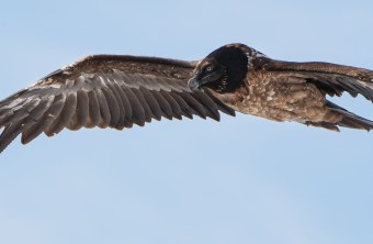 Generl im März 26  |© Christian Steiger