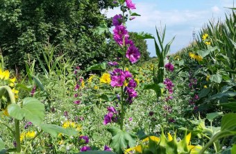 Fürth | © Georg Danzer (Fürth)