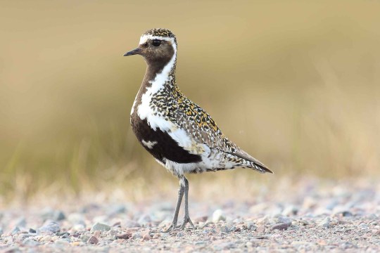 Goldregenpfeifer | © Heinz Tuschl
