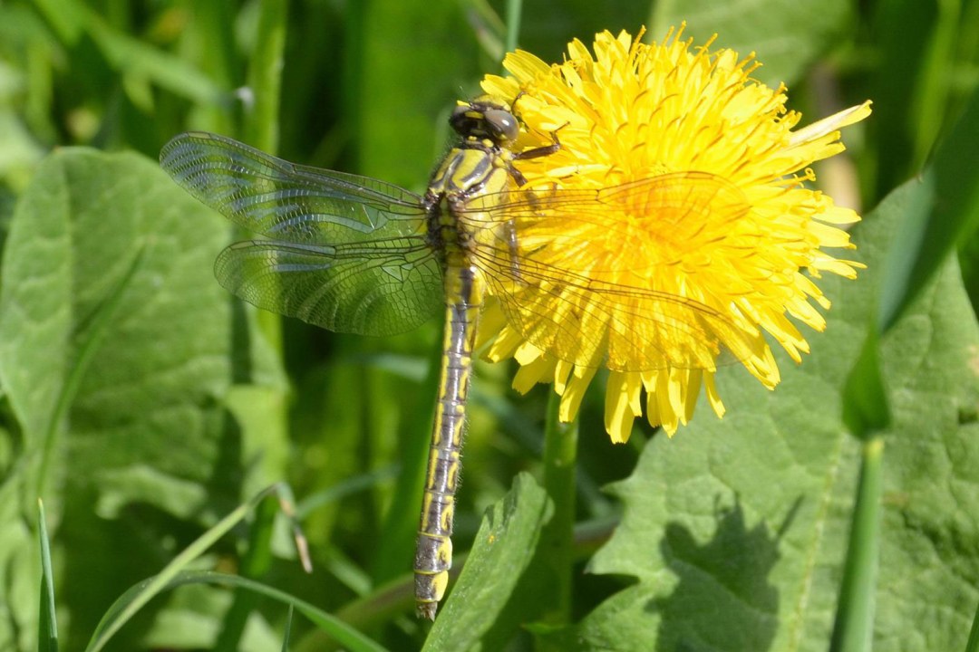 Frisch geschlüpfte grüne Keiljungfer auf einer gelben Löwenzahnblüte | © Dr. Andreas von Lindeiner