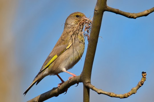 Grünfink Weibchen  | © Thomas Claußen