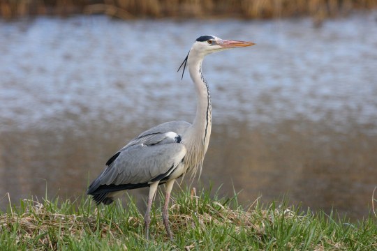 Graureiher steht auf einer Wiese, im Hintergrund Wasser | © Zdenek Tunka