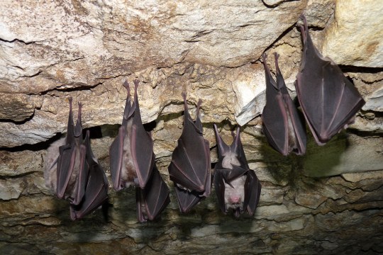Vier Große Hufeisennasen an der Decke schlafen | © Rudi Leitl