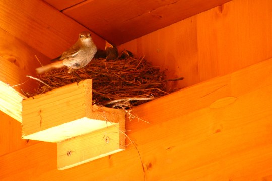 Nest eines Hausrotschwanes in der Ecke einer Wand. Der Altvogel steht vor dem Nest, die Jungen schauen heraus und wollen Futter | © Christoph Brisken
